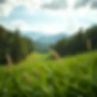 A lush green landscape symbolizing environmental sustainability